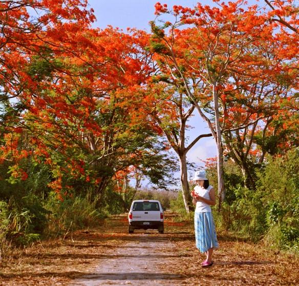 凤凰花开-冯庆芝.jpg